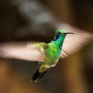 <em>Espíritu de Quinde</em>