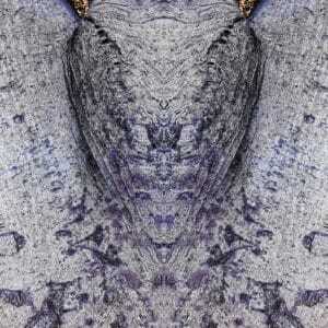 The Face of the Moth