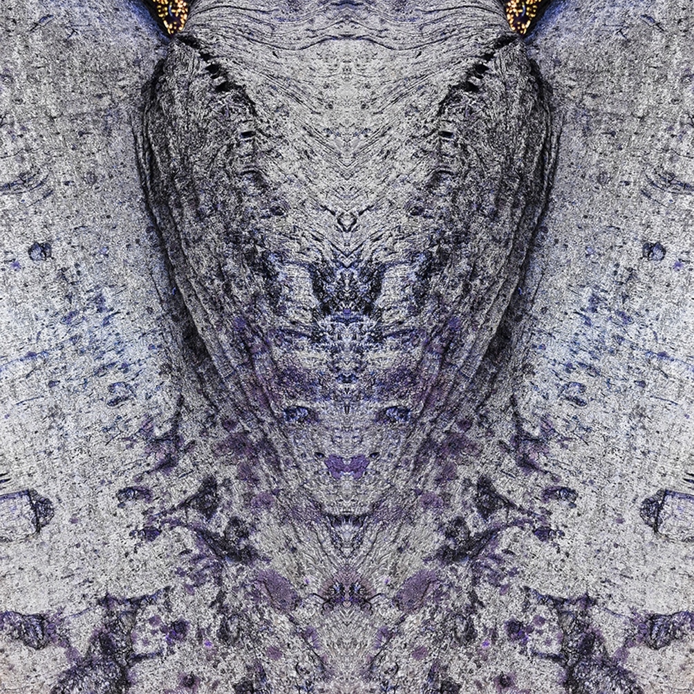 The Face of the Moth